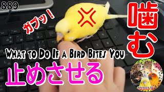 セキセイインコが噛むのであの方法で止めさせました｜シツケ動画889 What to Do If a Bird Bites You