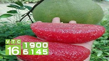 Bưởi da xanh ruột đỏ cho thu nhập vài trăm triệu/vườn | VTC16