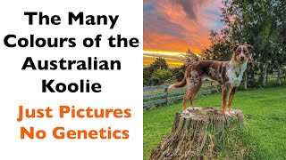 The Many Colours of the Australian Koolie Dog  Just Pictures, No Genetics!  Educational Series!