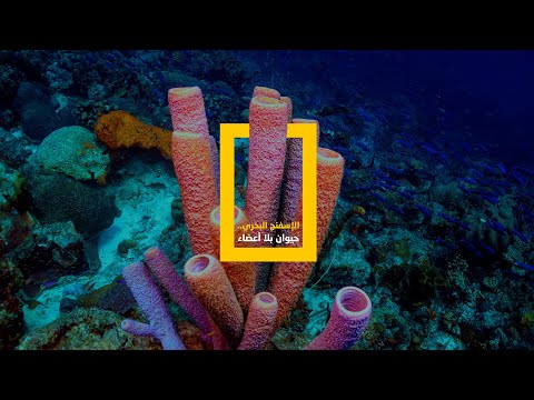 الإسفنج البحري حيوان بلا أعضاء