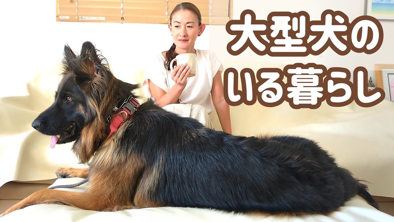 ジャーマンシェパード】3歳過ぎた大型犬、今ではすっかり生活の一部で
