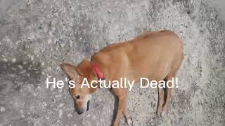 My Dog Died;(