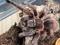 Grammostola rosea red chilean rose rehouse and care