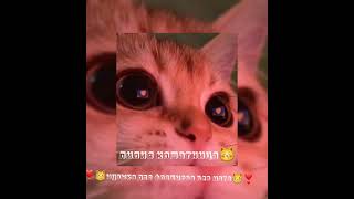 ❣😼музыка для флешмоба😼❣