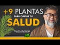 9 plantas para cuidar tu salud con feng shui este 2024  gustavo antunez maestro de feng shui