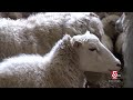 Transformed wool industry still thrives in New England