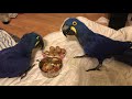 Parrots Sharing food Hyacinth macaw