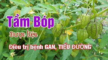 Những công dụng bất ngờ của cây TẦM BÓP | cây LỒNG ĐÈN| Hằng Lê HG85