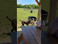"Vicious dogs" playing with other dogs and people at the dog park!