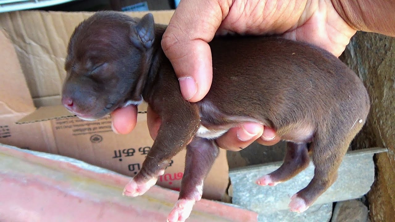 Loving Dog Mama And Her 1 Day Old Puppies Heartwarming Feeding Time loving-dog-mama-and-her-1-day-old-puppies-heartwarming-feeding-time