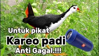 SUARA BURUNG KAREO PADI//ANTI GAGAL 