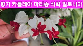 5가지외목대예약 옥잠화 델피늄 야생화꽃모종