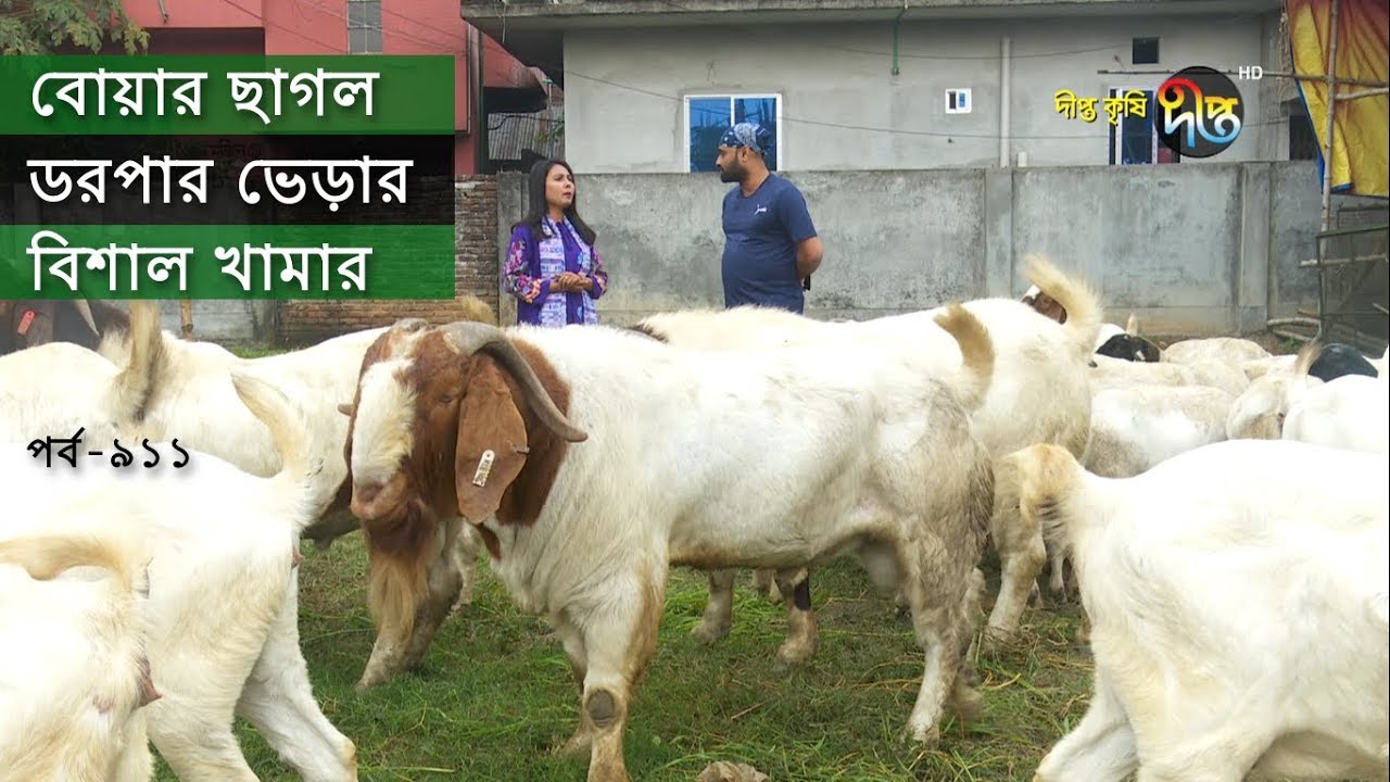 Deepto Krishi/দীপ্ত কৃষি- বোয়ার ছাগল ও ডরপার ভেড়ার খামার | ঢাকা | deepto tv