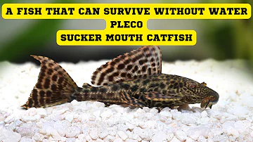 A FISH THAT CAN SURVIVE WITHOUT WATER|PLECO|SUCKER MOUTH CATFISH🐠🐟#plecofish #pleco #fish