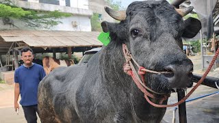 BELGIAN BLUE TERAKHIR 🔥Kedatangan sapi qurban langka! lansung Didatengin Sultan muda