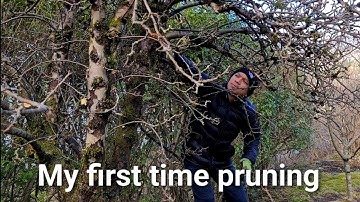 Pruning an Old Neglected Apple Tree