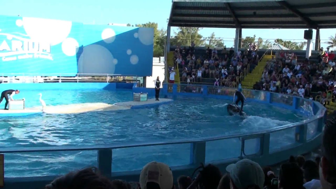 Killer Whale show 3 - YouTube