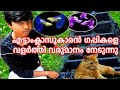 Small Guppy & Cat Farm/പതിമൂന്നു വയസ്സുകാരൻ്റെ ഗപ്പി ഫാം