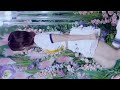 SAY MY NAME 'iLy' HITOMI FanCam