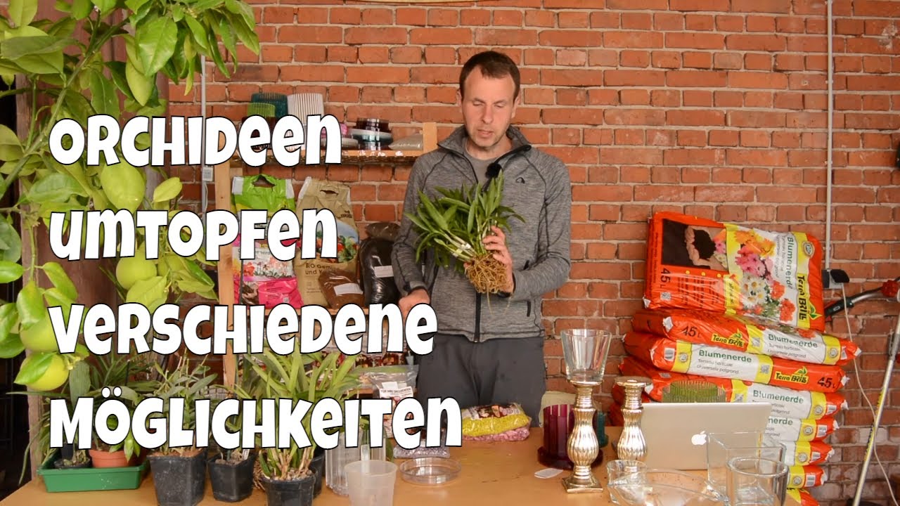 Orchideen umtopfen: Welcher Topf und welches Substrat passen wirklich?