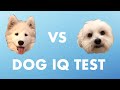 Dog IQ Test! Who's smarter? Samoyed or Maltese? Part 1 | Fluffy the Samoyed