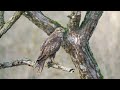 Wildlife photography in the old river arm - buzzard, tent and patience - Photo Tours VLOG