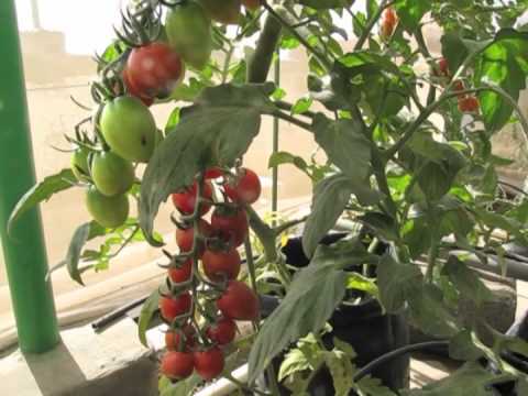 Growing Cherry Tomatoes In Containers Using Hydroponics Youtube