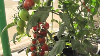 This is a video of cherry tomato growing in my greenhouse. the plants
are grown using hydroponics poly bags.http://geekgardener.in/