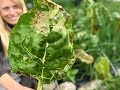 Leaf Miners on Chard, Beets & Spinach