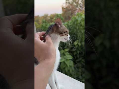 What do you think happened to Ruby the baby cat?