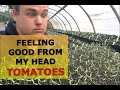 VEGETABLE FARMER PLANTS 20 VARIETIES OF TOMATOES!