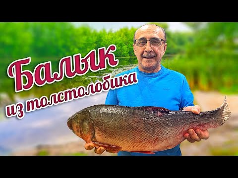 БАЛЫК из ТОЛСТОЛОБИКА. СОЛЕНАЯ ВЯЛЕНАЯ рыба.Как разделать крупную рыбу.