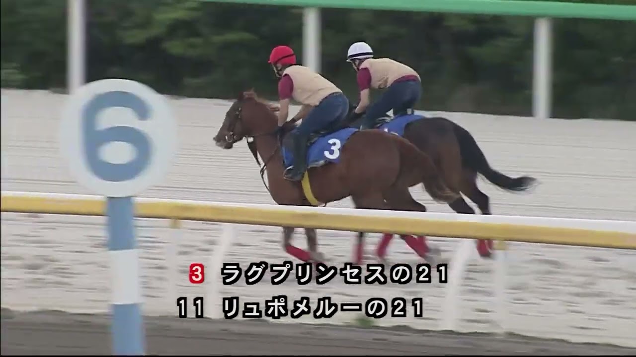 競走馬 THE VICTORY PLATINUM サラブレッド 未開封 2023 千葉サラブレッドセール 公開調教 第4~5クルー - YouTube