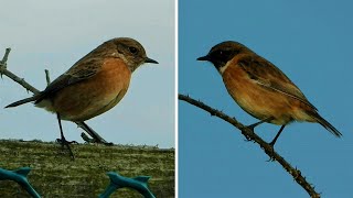 STONECHATS Chatting Vocals  ♫  Male &amp; Female ♫  Calling Chirping Call