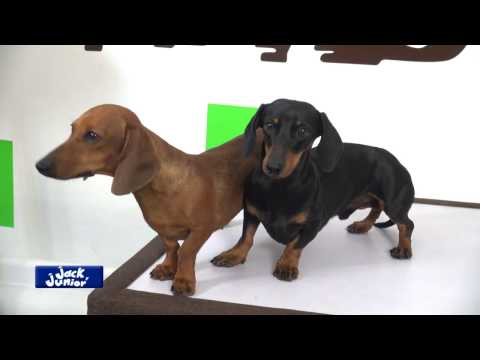 Dachshund Dachshund. Origen, Características, Alimentación, Cuidados Y Más