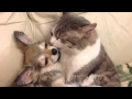 Дружба кошки и собаки. 2015 Chihuahua with kitty