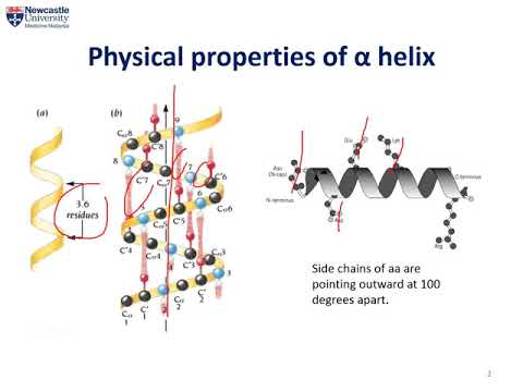 alpha helix er lumen alpha helix er lumen