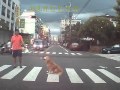 會看紅綠燈的狗 會看紅綠燈的狗