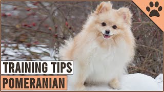 How To Train A Pomeranian | Dog World