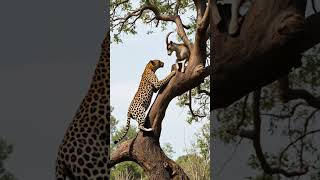 The Leopard tried to catch a goat for food on the tree #leopard #viralvideos #animals# shorts #