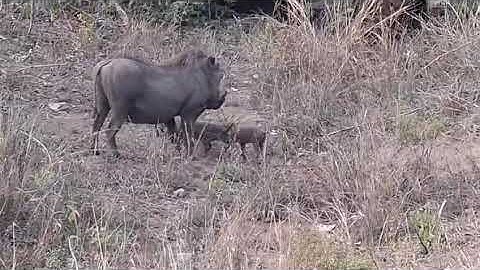Warthog with 3 cute adorable piglets 
