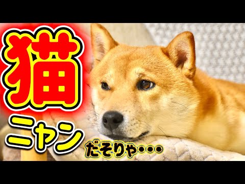 柴犬を猫にするあるじの魔法【あるじのステップ】NEWS48 三浦半島ジブリ