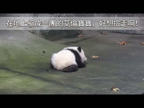 《熊貓早晚安》在地上縮成一團的艾倫寶寶，好想撿走啊！ | iPanda
