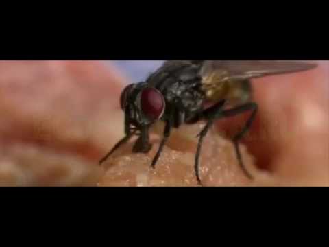 Чем опасны мухи, какие болезни переносят мухи