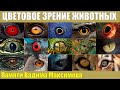 Арчил Кезели. Поведенческие методы исследования зрительной функции животных