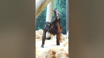 Orangutan Sari is in a Very Good Mood.#shorts#funnyvideo#orangutans#funnyanimal#zoo