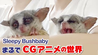 【天使の寝顔】飼い主の側で、ひたすらお眠な猿 - Sleepy - Pizzatoru the Bushbaby / ショウガラゴのピザトル