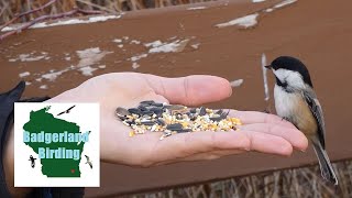 Hand-feeding ADORABLE, WILD Chickadees