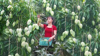 Harvesting Mango Go To Market Sell, Harvest Banana And Ripen Banana | Phương  Free Bushcraft