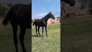 WhatsApp +79277214909 КАРАЧАЕВСКАЯ ПОРОДА #продажалошадей #horse #kokboru